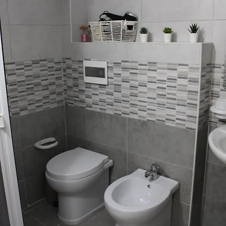 Tulip كاتانيا