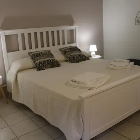 Tulip كاتانيا